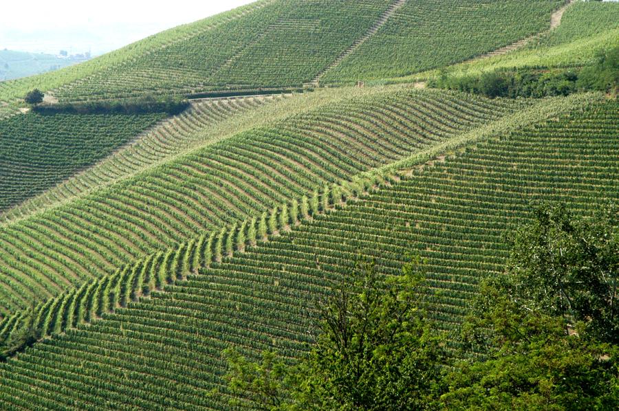 Viaggio tra vini e vigneti